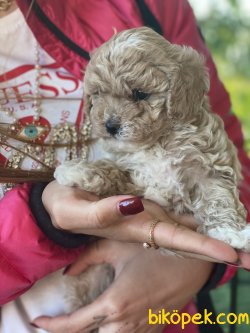 Bebek Suratlı Antialerjik Maltipoo Bebeklerimiz 2