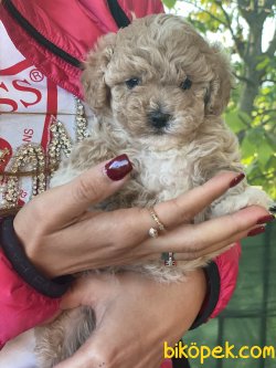 Bebek Suratlı Antialerjik Maltipoo Bebeklerimiz 1