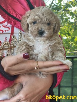 Bebek Suratlı Antialerjik Maltipoo Bebeklerimiz 3
