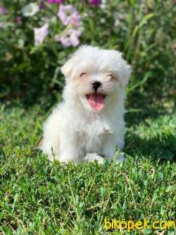 Bebek Suratli Maltese Terrier Yavrularimiz 1