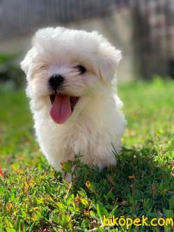 Bebek Suratli Maltese Terrier Yavrularimiz 3