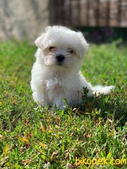 Bebek Suratli Maltese Terrier Yavrularimiz 2