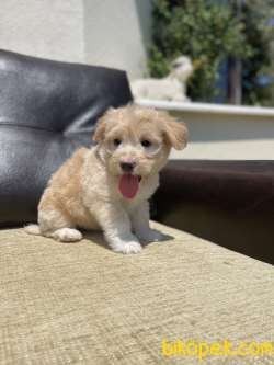 Bebek Suratli Maltipoo Yavrularimiz 2