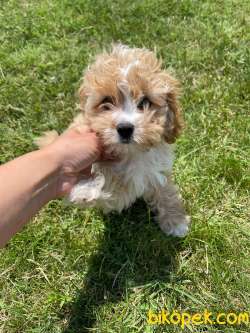 Bebek Suratli Maltipoo Yavrularimiz 2