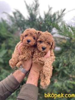 Bebek Suratlı Toy Poodle Yavrularımız 1