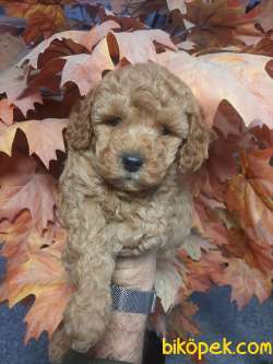 Bebek Suratlı Toy Poodle Yavrularımız 2