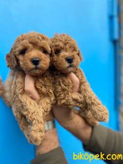 Bebek Suratlı Toy Poodle Yavrularımız 1