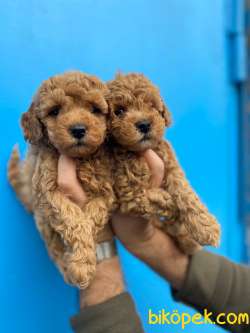 Bebek Suratlı Toy Poodle Yavrularımız 2