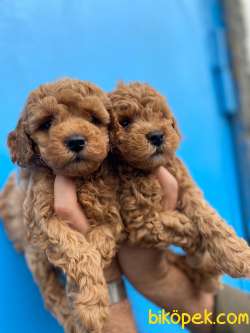 Bebek Suratlı Toy Poodle Yavrularımız 3