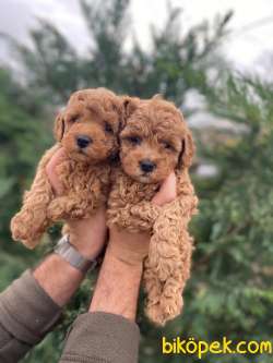 Bebek Suratlı Toy Poodle Yavrularımız 2