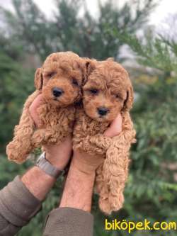 Bebek Suratlı Toy Poodle Yavrularımız 3