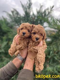 Bebek Suratlı Toy Poodle Yavrularımız 1