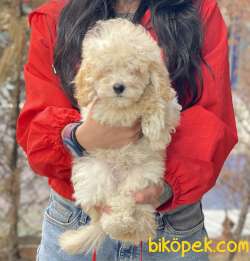 Bebek Suratlı Toy Poodle Yavrumuz 3
