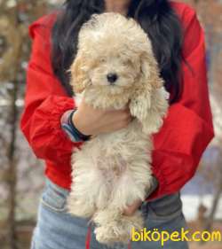 Bebek Suratlı Toy Poodle Yavrumuz 1