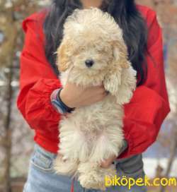 Bebek Suratlı Toy Poodle Yavrumuz 2