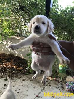 Bebek Yüz Golden 3