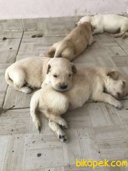 Bebek Yüz Golden 1