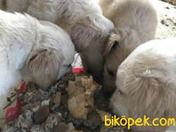 Bebek Yüz Golden 2