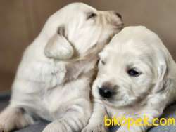 Bebek Yüz Golden Retriver 3