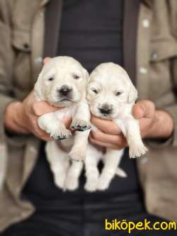 Bebek Yüz Golden Retriver 2