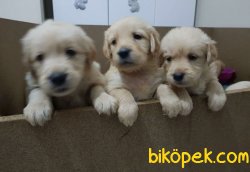 Bebek Yüz Goldenler 1