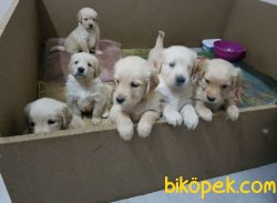Bebek Yüz Goldenler 3