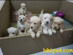 Bebek Yüz Goldenler 2