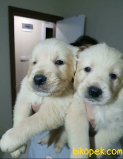 Bebek Yüz Goldenler 4