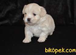BEBEK YÜZ MALTİPOO YAVRULARIMIZ 3