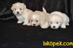 BEBEK YÜZ MALTİPOO YAVRULARIMIZ 1