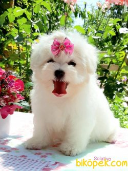 Bebek Yüzlü Anne Baba Saf Kan Maltese Terrier Yavrularımız 1