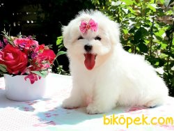 Bebek Yüzlü Anne Baba Saf Kan Maltese Terrier Yavrularımız 5