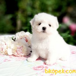 Bebek Yüzlü Anne Baba Saf Kan Maltese Terrier Yavrularımız 3