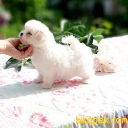 Bebek Yüzlü Anne Baba Saf Kan Maltese Terrier Yavrularımız 4