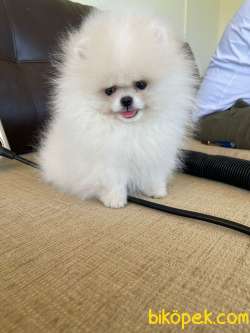 Bebek Yuzlu Ayi Surat Pomeranian Boo Yavrularimix 2