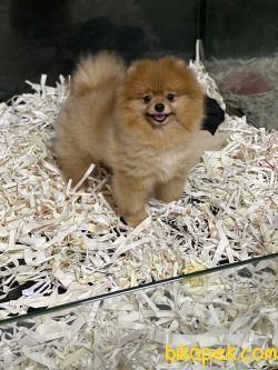 Bebek Yüzlü Boo Pomeranian Ayı Surat 1