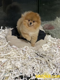 Bebek Yüzlü Boo Pomeranian Ayı Surat 2