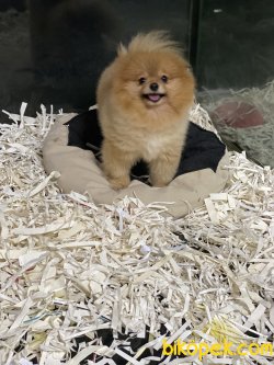 Bebek Yüzlü Boo Pomeranian Ayı Surat 3