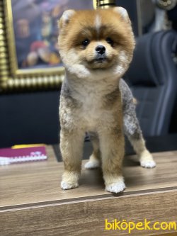 Bebek Yüzlü Boo Pomeranian Eğitimli Yetişkin 2