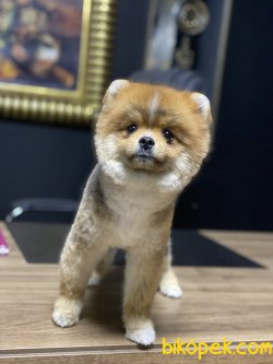 Bebek Yüzlü Boo Pomeranian Eğitimli Yetişkin 1