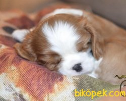 Bebek Yüzlü Cavalier King Charles Yavrularımız 3