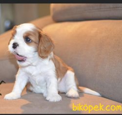 Bebek Yüzlü Cavalier King Charles Yavrularımız 1