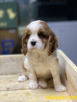 Bebek Yüzlü Cavalier King Charles Yavrularımız 1