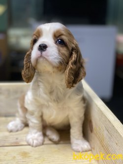 Bebek Yüzlü Cavalier King Charles Yavrularımız 3