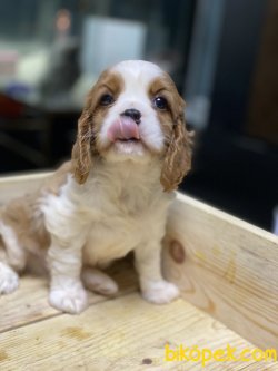 Bebek Yüzlü Cavalier King Charles Yavrularımız 4