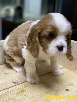 Bebek Yüzlü Cavalier King Charles Yavrularımız 2