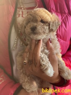 Bebek Yüzlü Gerçek Maltipoo Yavruları 4