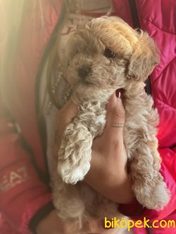 Bebek Yüzlü Gerçek Maltipoo Yavruları 2