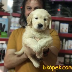 BEBEK   YÜZLÜ GOLDEN 5
