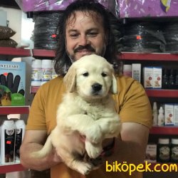 BEBEK   YÜZLÜ GOLDEN 3